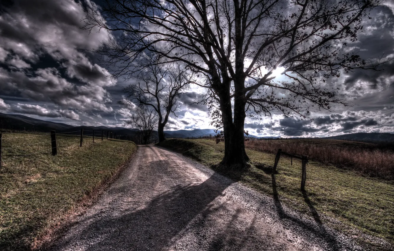 Photo wallpaper road, trees, morning