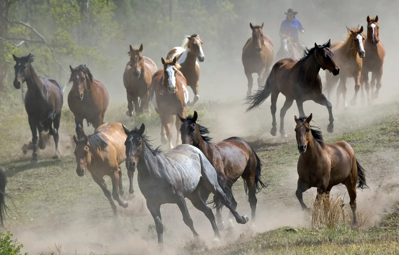 Photo wallpaper freedom, background, animal, Wallpaper, horse, runs, the herd, the year of the horse