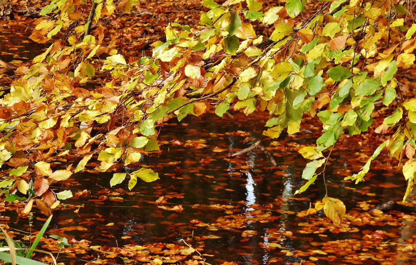 Photo wallpaper autumn, leaves, water, yellow, falling leaves, nature, yellow, water
