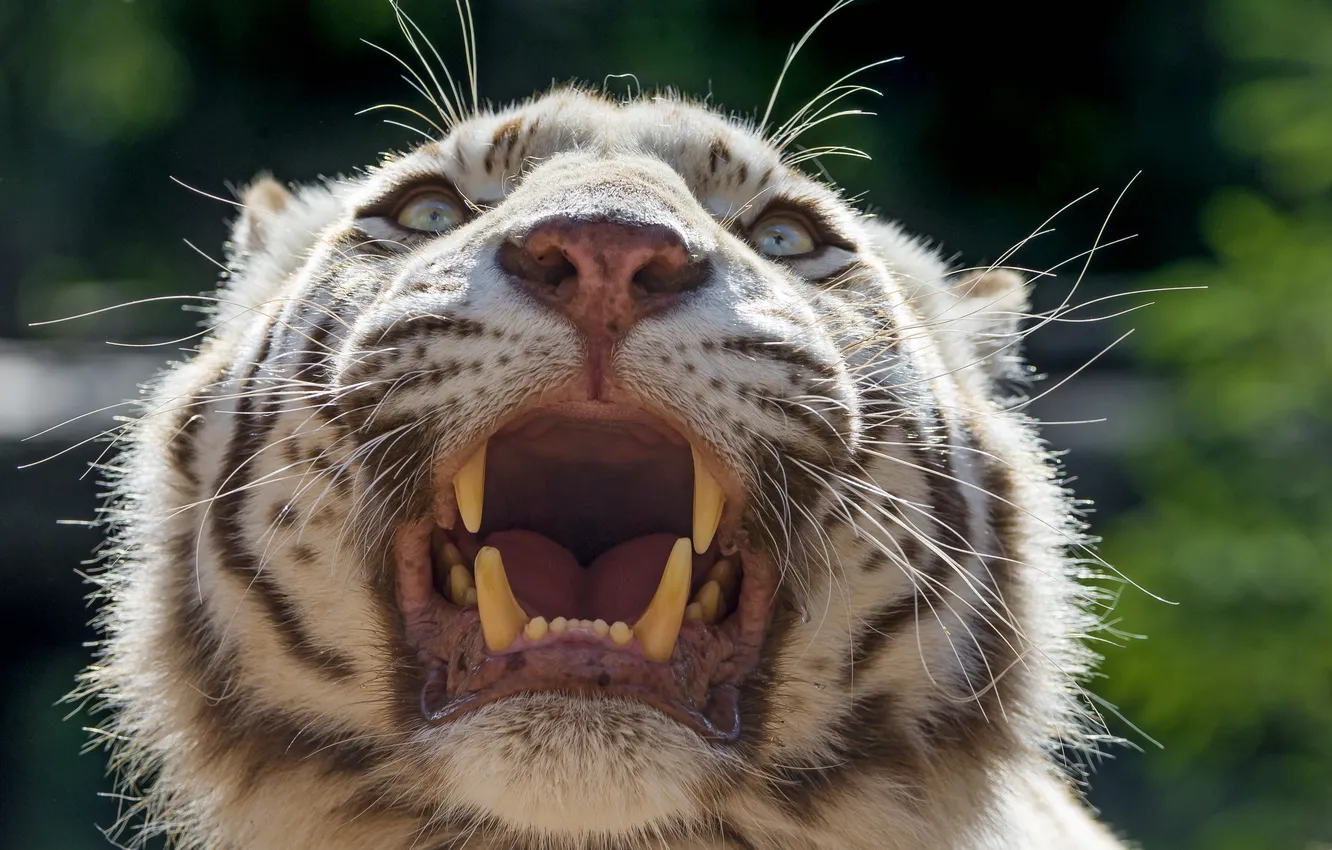 Photo wallpaper cat, face, fangs, grin, white tiger, ©Tambako The Jaguar