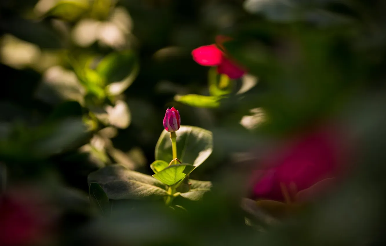 Photo wallpaper summer, macro, flowers, plant, pink