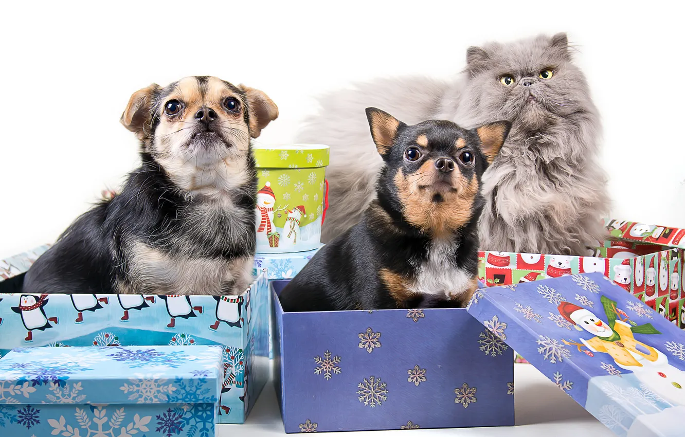 Photo wallpaper dogs, cat, treatment, gifts, box, different together