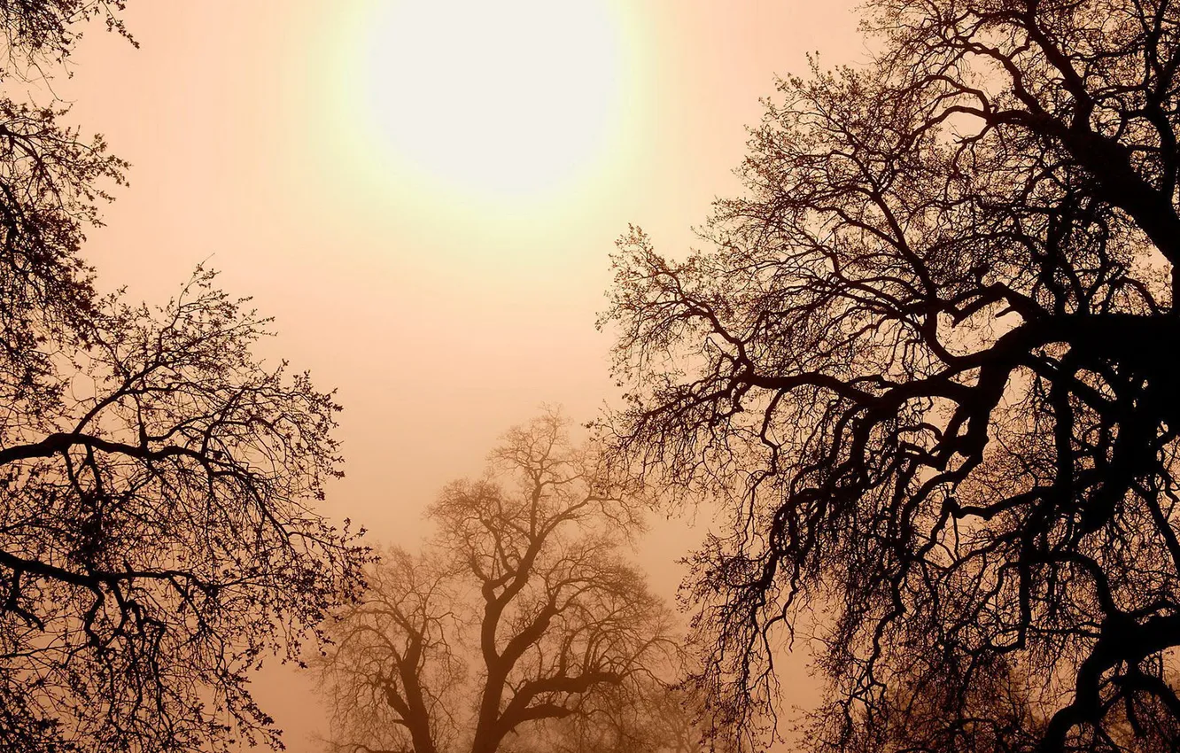 Photo wallpaper the sky, the sun, trees, landscape, sunset, nature, sky, trees