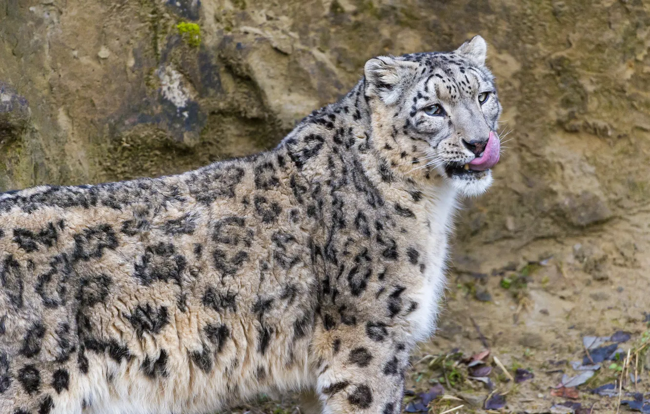 Photo wallpaper language, cat, IRBIS, snow leopard, ©Tambako The Jaguar