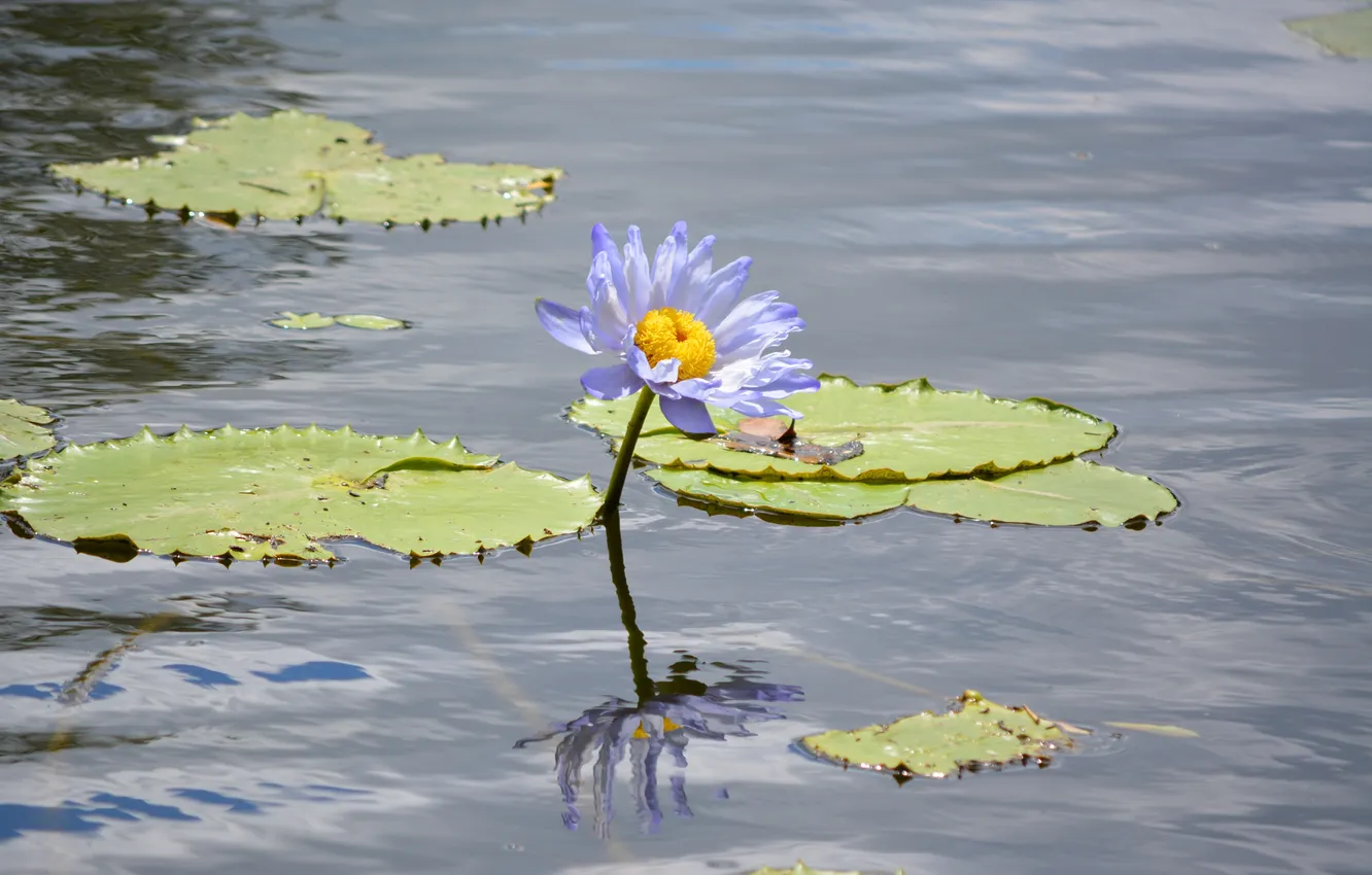 Photo wallpaper leaves, flowers, petals, pond