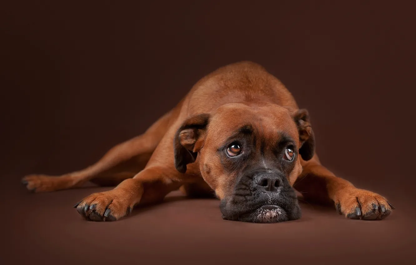 Photo wallpaper sadness, look, face, background, portrait, dog, Boxer