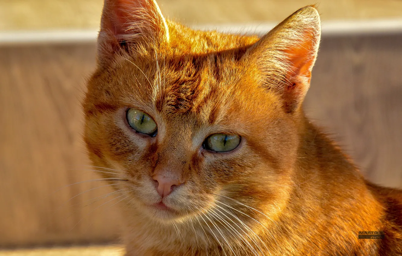Photo wallpaper cat, cat eyes, cat face