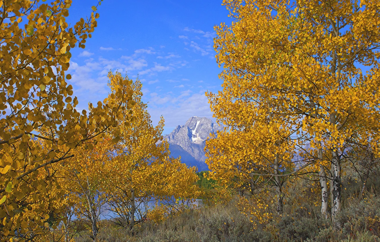 Photo wallpaper autumn, the sky, leaves, trees, mountains, Wyoming, USA, grand teton national park