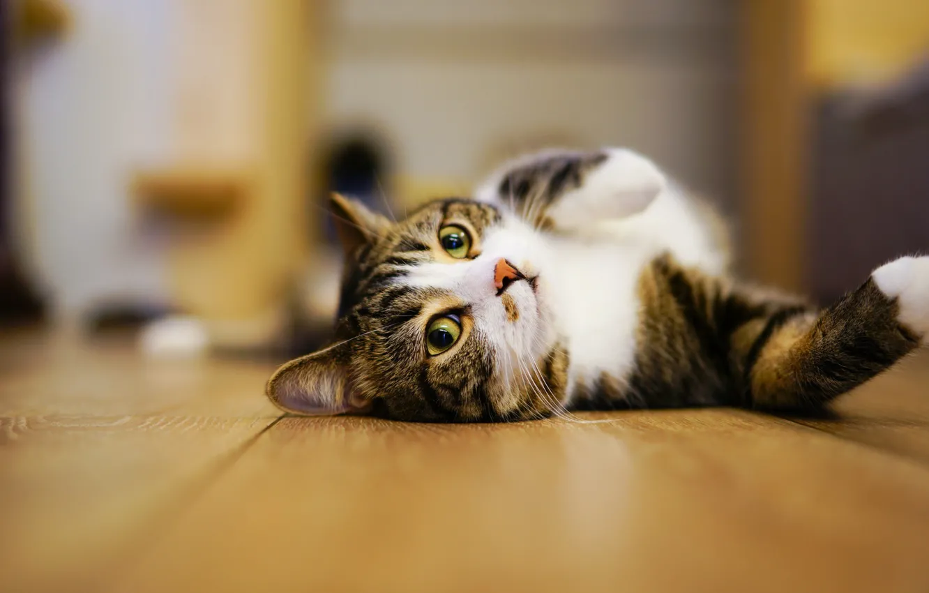 Photo wallpaper cat, eyes, cat, look, pose, room, relax, legs