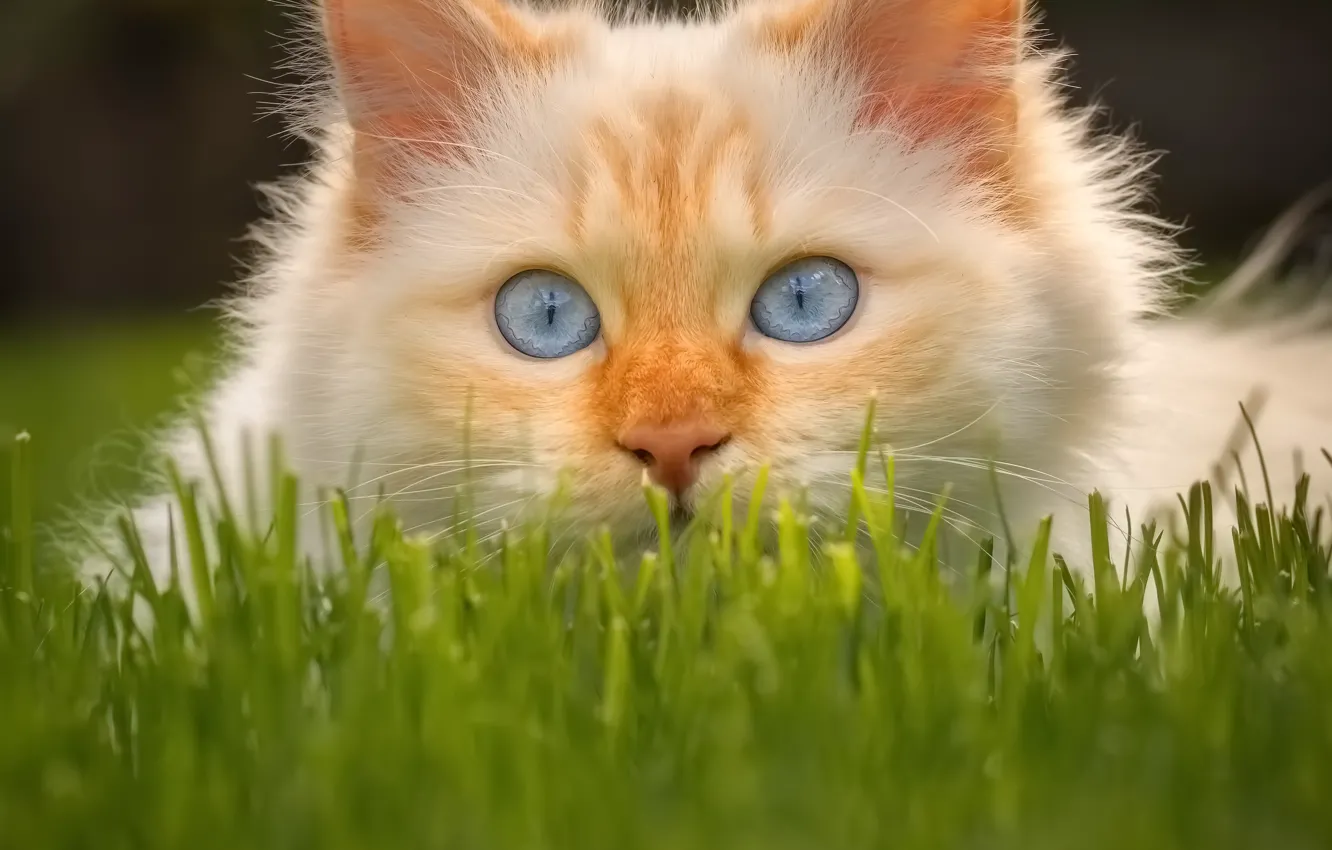 Photo wallpaper cat, grass, look, muzzle, blue eyes, cat