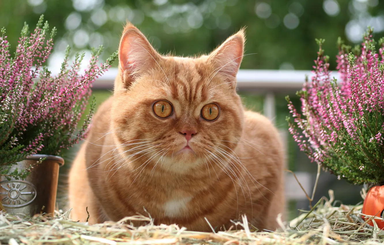 Photo wallpaper cat, cat, flowers, portrait, garden, lies, pot, straw