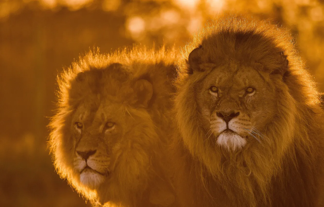 Photo wallpaper look, face, Leo, pair, mane, the king of beasts, wild cat