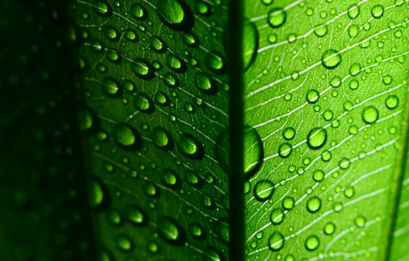 Photo wallpaper leaves, water, drops, macro, green, Rosa, background, green