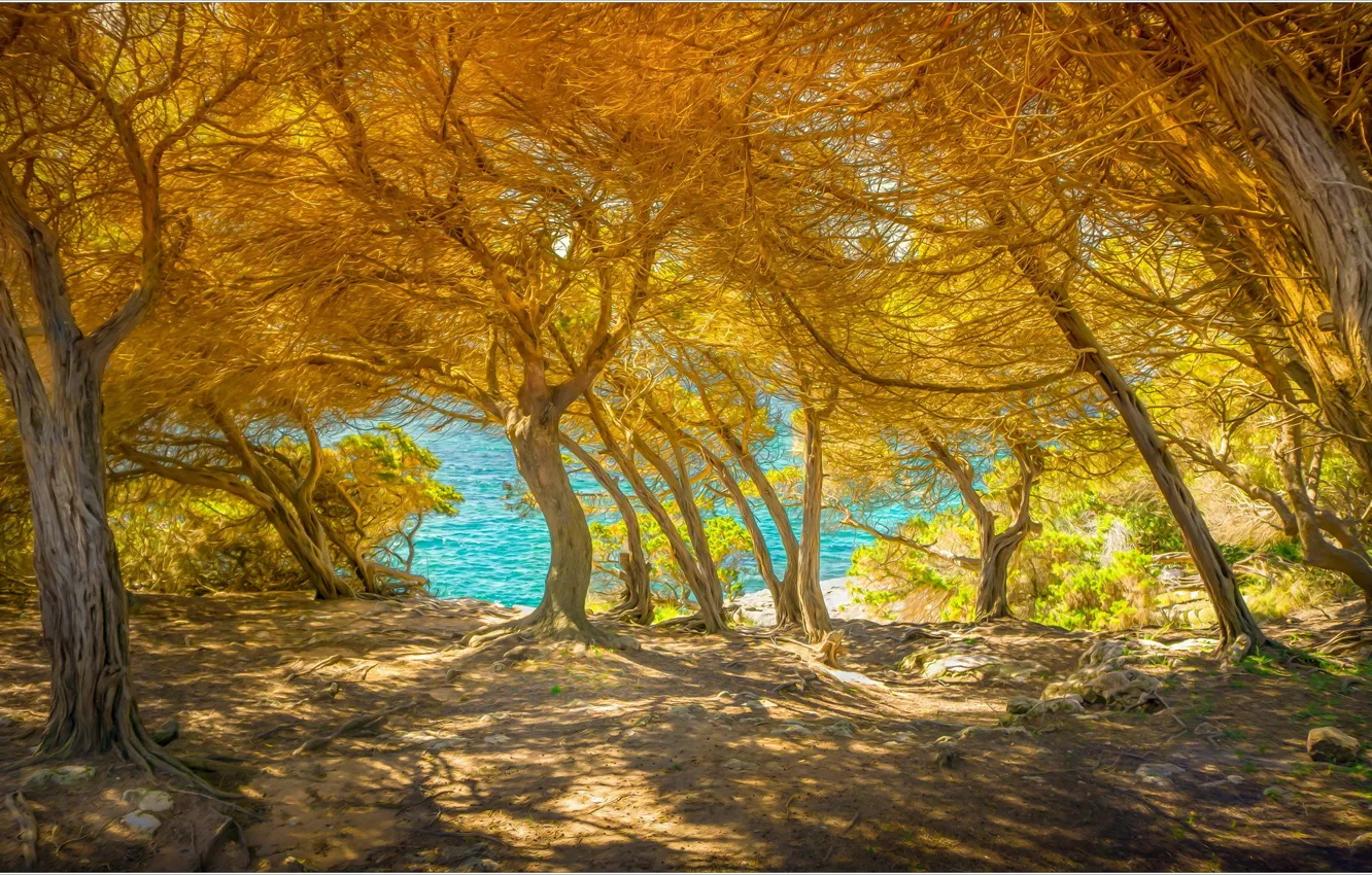 Photo wallpaper sea, trees, Italy, Sardinia