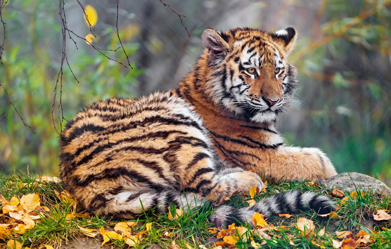 Photo wallpaper autumn, look, face, leaves, nature, tiger, background, foliage