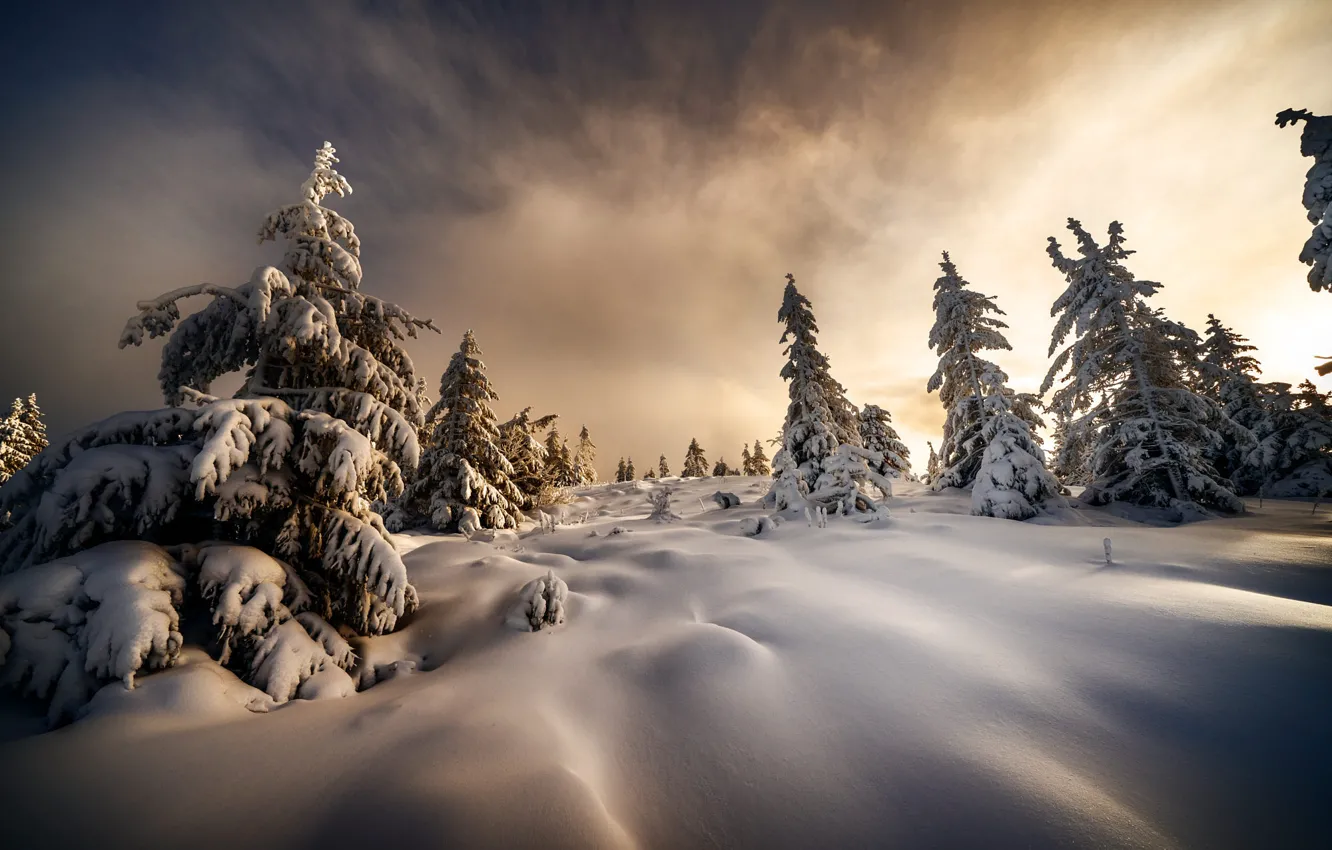 Photo wallpaper winter, snow, trees, landscape, nature, morning, Christmas trees, Robert Didierjean