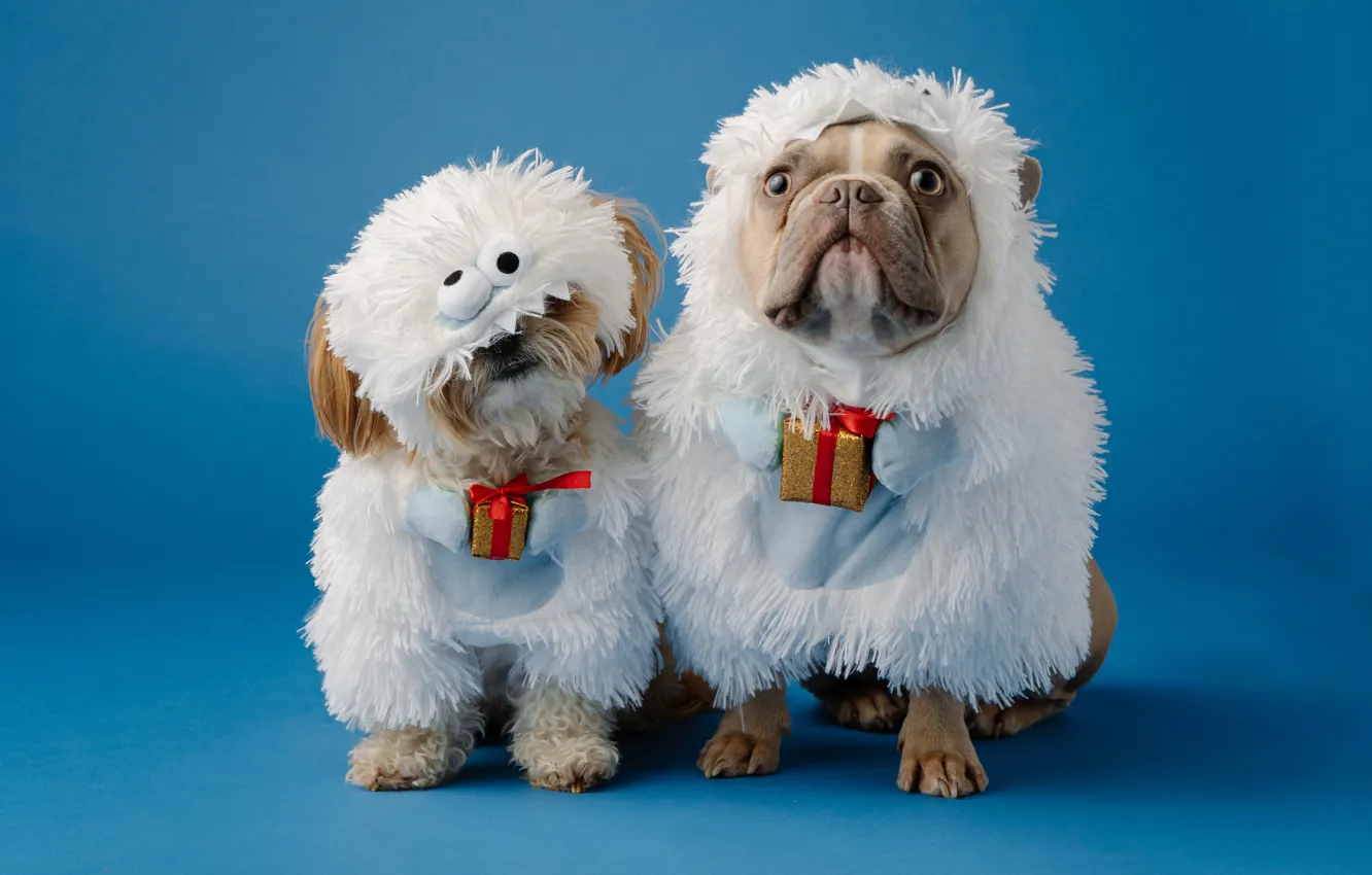 Photo wallpaper dogs, sheep, dog, Christmas, costume, New year, sheep, a couple