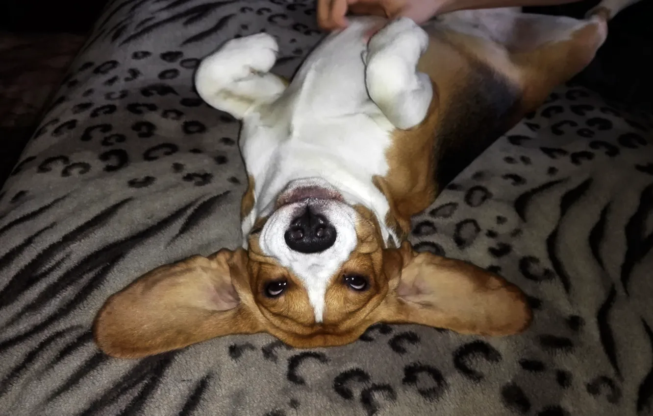 Photo wallpaper smile, Dogs, Beagle
