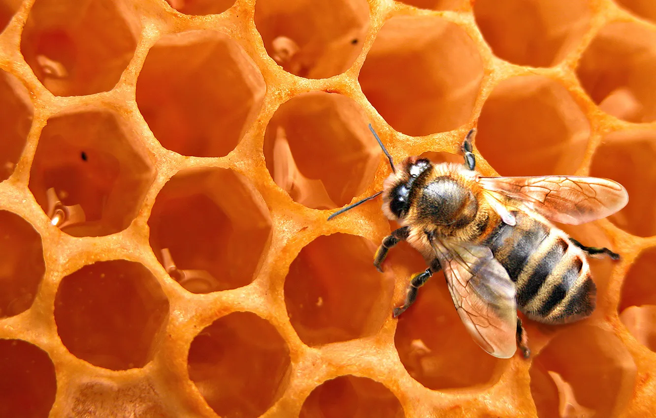 Photo wallpaper bee, background, cell, insect, honey