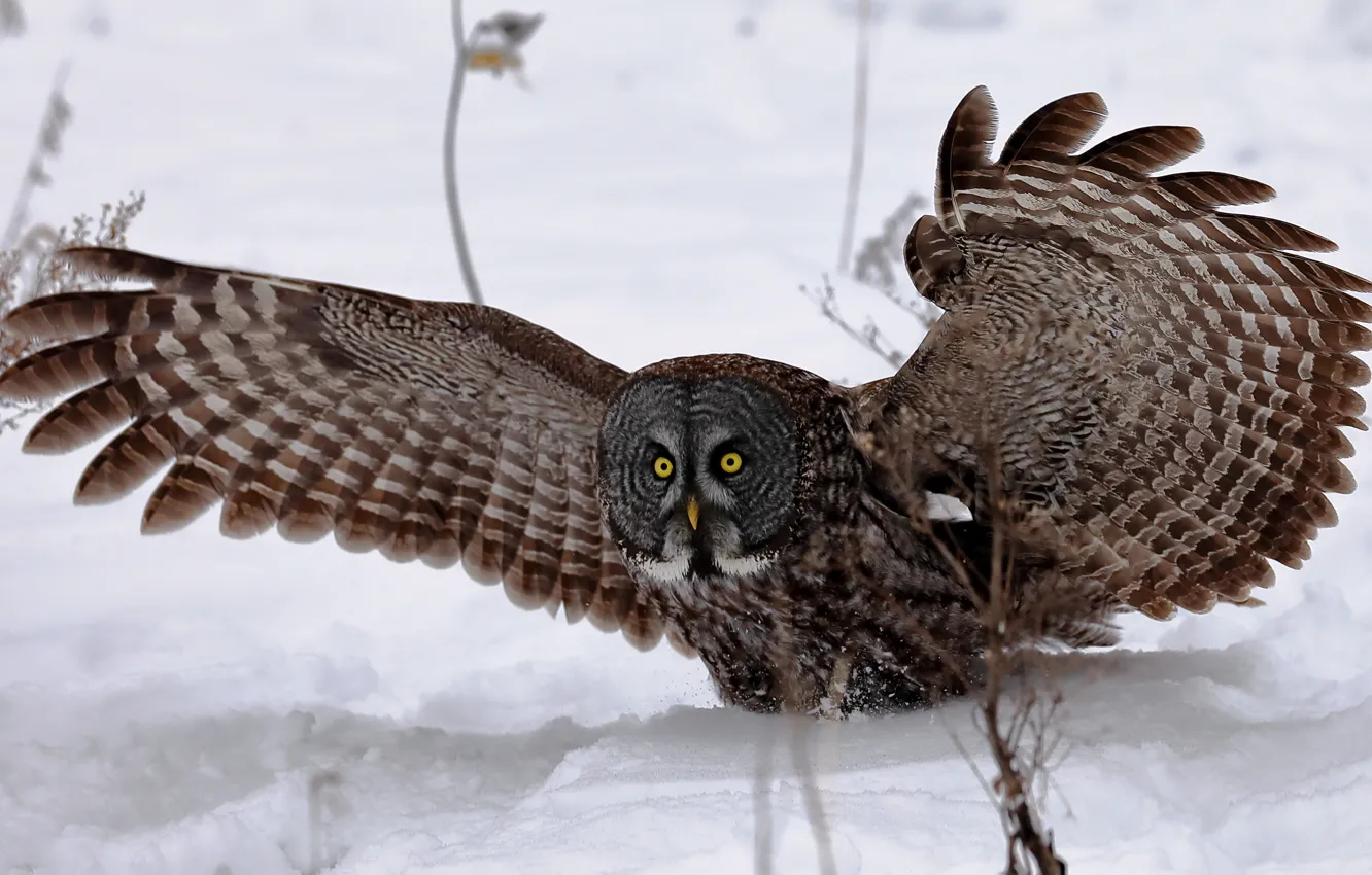 Photo wallpaper eyes, snow, owl, wings