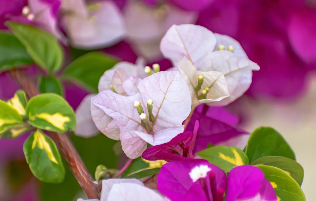 Photo wallpaper flowers, spring, flowering, bougainvillea