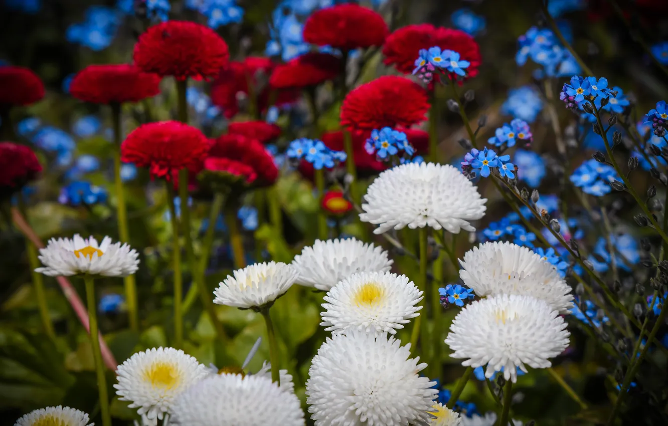 Photo wallpaper summer, flowers, spring, garden, blue, red, white, flowerbed
