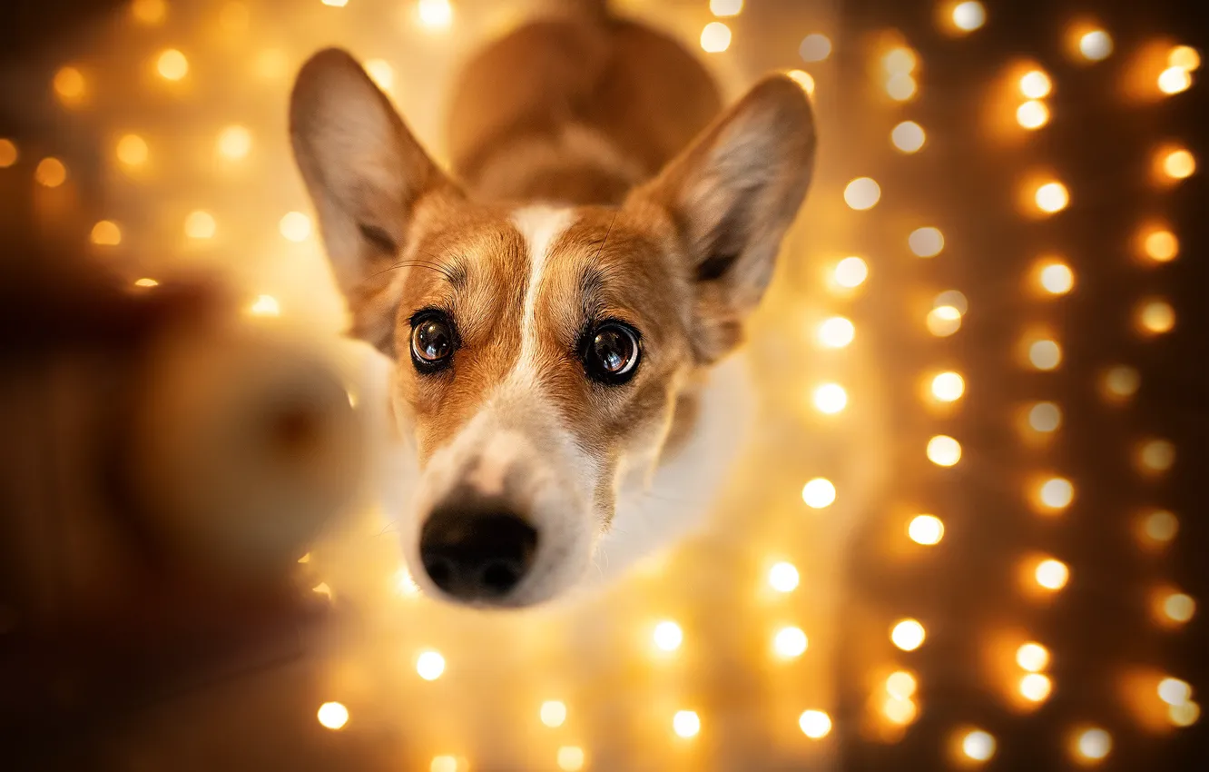 Photo wallpaper look, dog, garland, face, light bulb, bokeh, Welsh Corgi