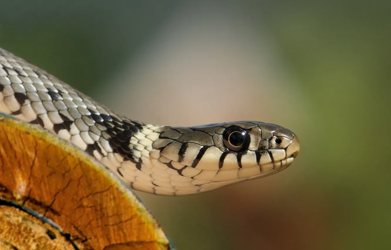Photo wallpaper look, head, log, Adult female ordinary grass snake (Natrix Natrix), the front part of the …