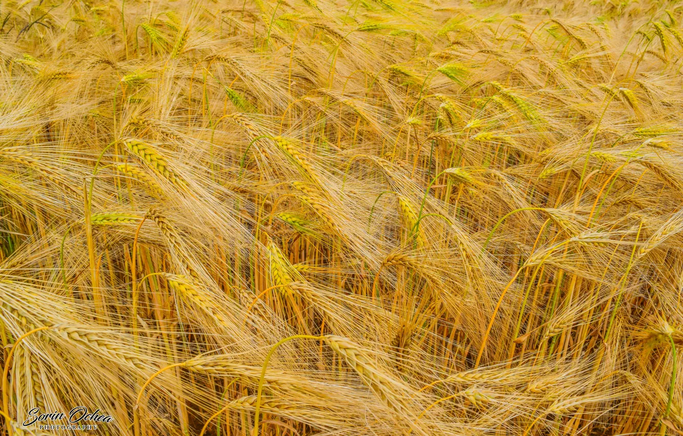 Photo wallpaper nature, wheat, farm