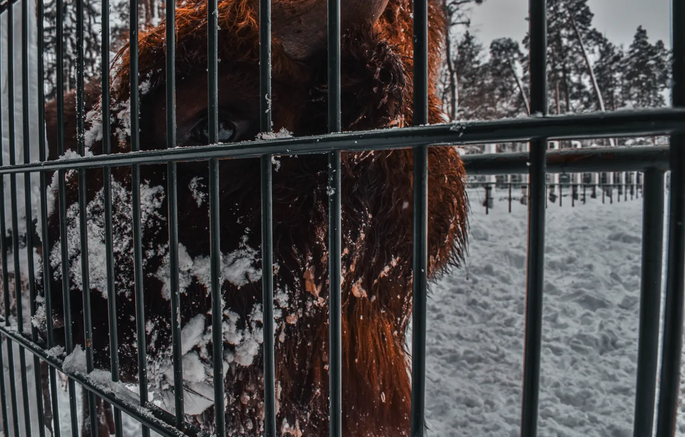 Photo wallpaper animal, Belarus, Wallpaper, Belovezhskaya Pushcha, Bison