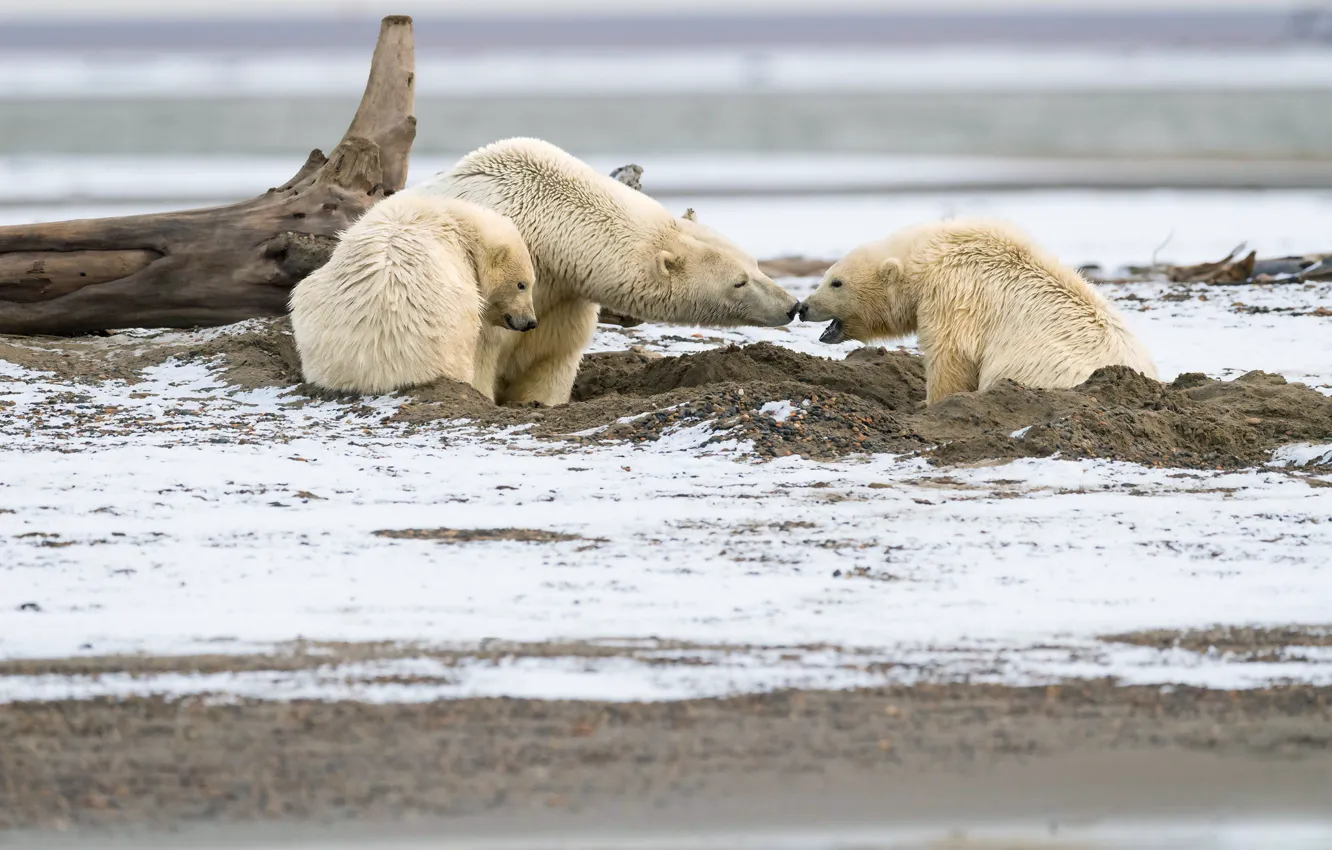 Photo wallpaper winter, white, snow, nature, pose, shore, bear, three