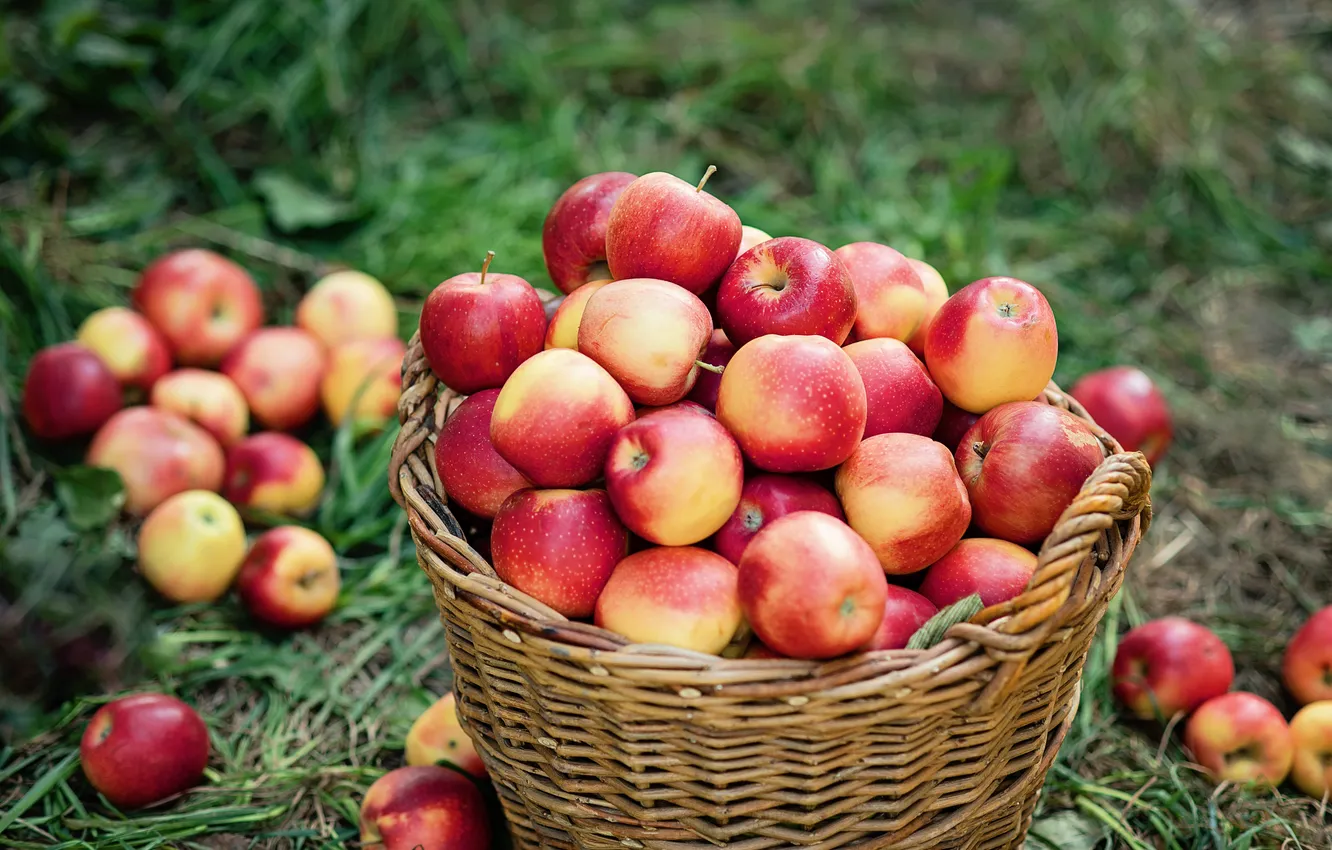 Photo wallpaper apple, summer, food, fruit, season, basket, fall, lawn