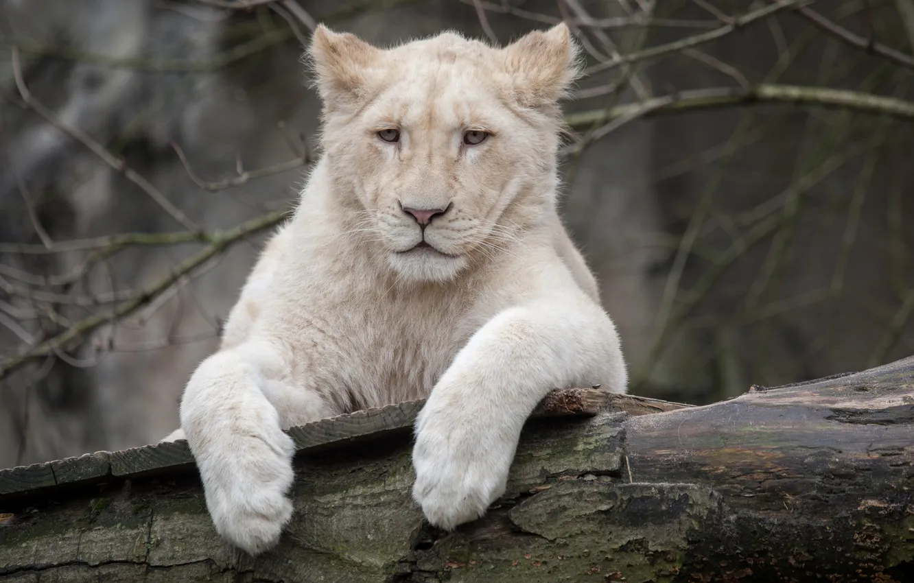 Photo wallpaper cat, log, lion, white lion