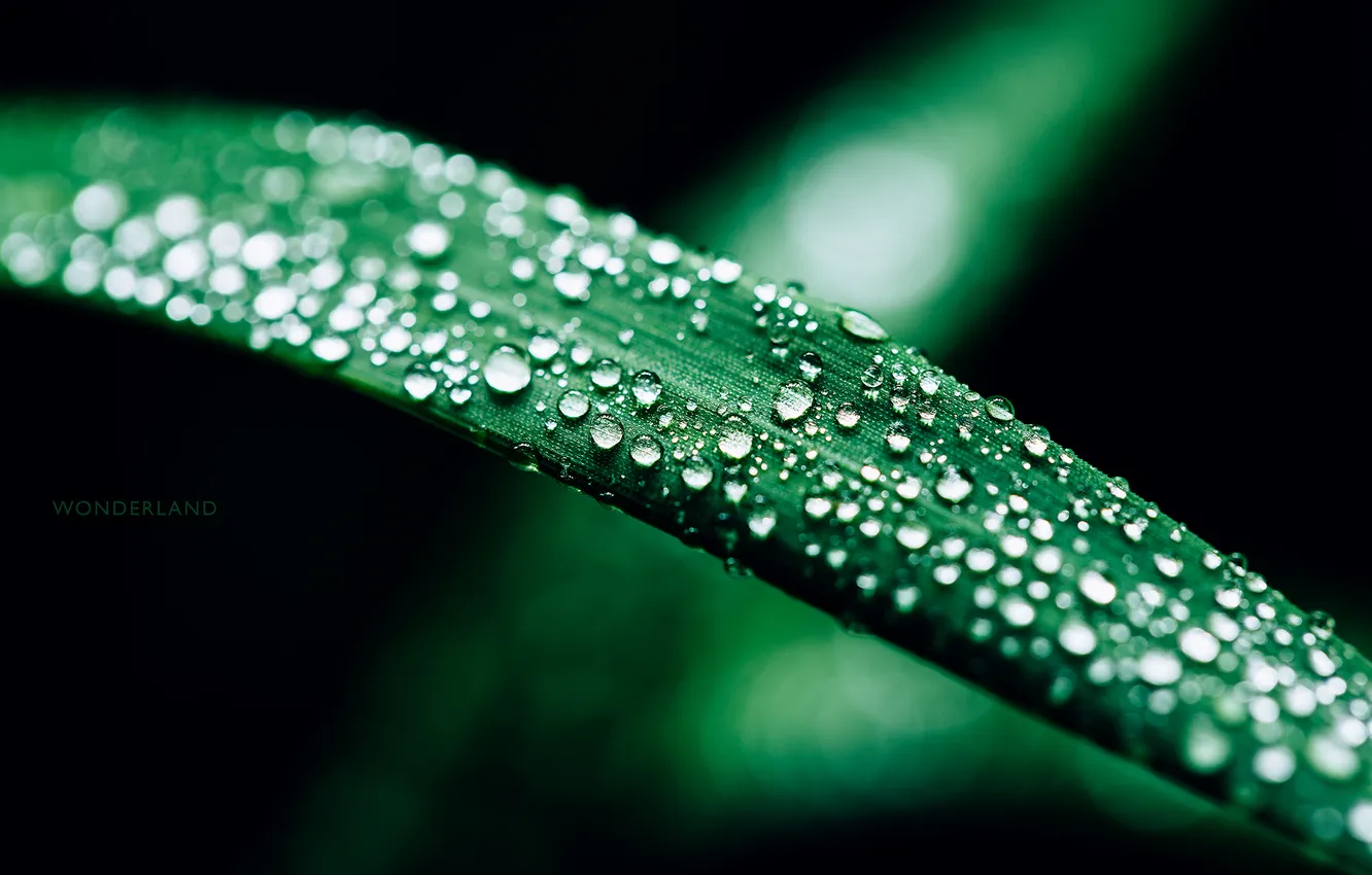 Photo wallpaper drops, macro, photographer, photography, photographer, Björn Wunderlich