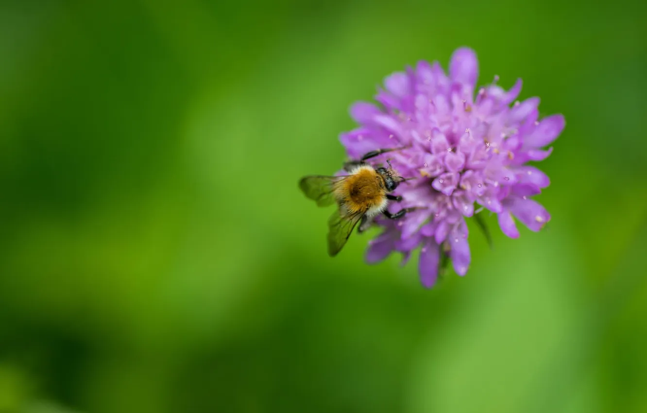 Photo wallpaper flower, macro, green, bee, background, lilac, insect