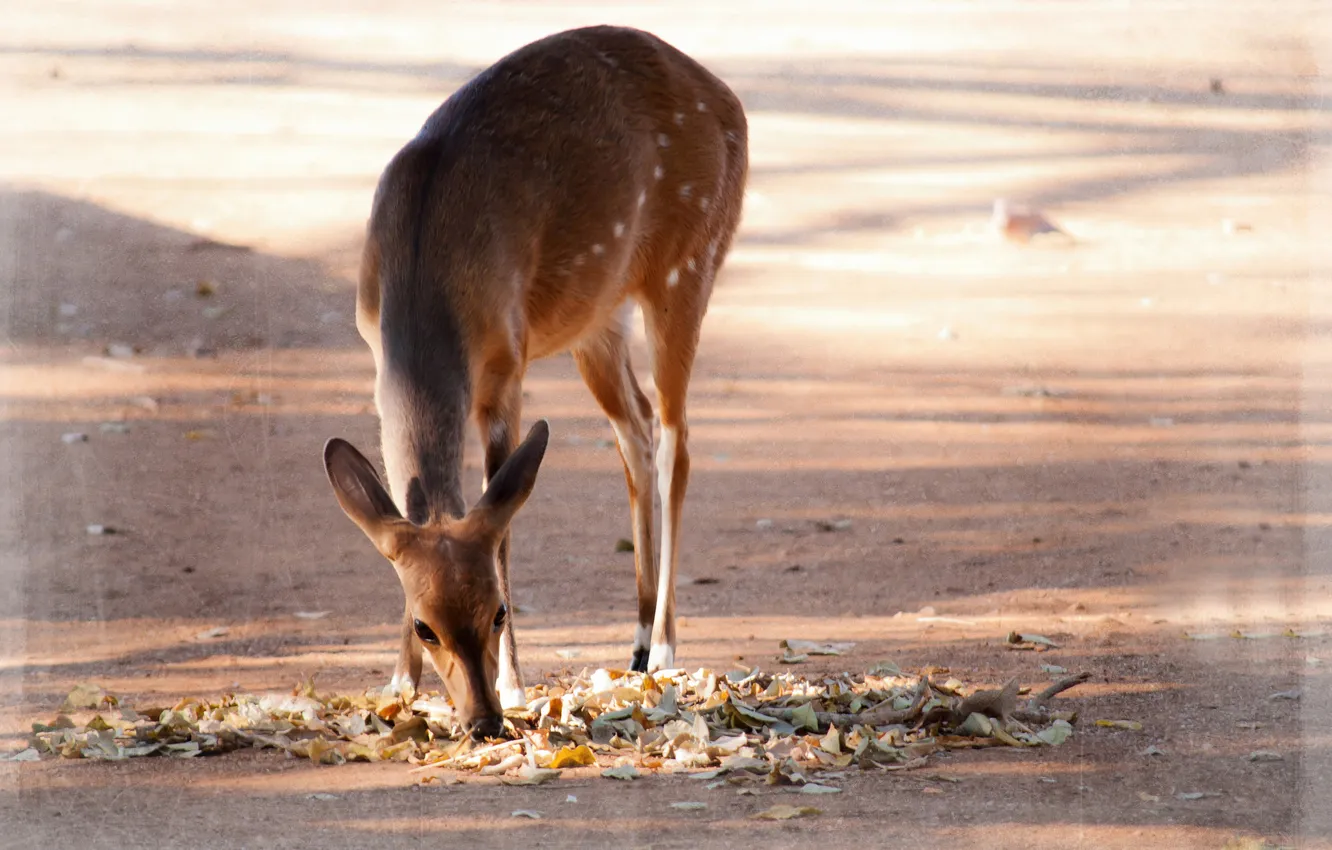 Photo wallpaper leaves, Breakfast, fallen, DOE