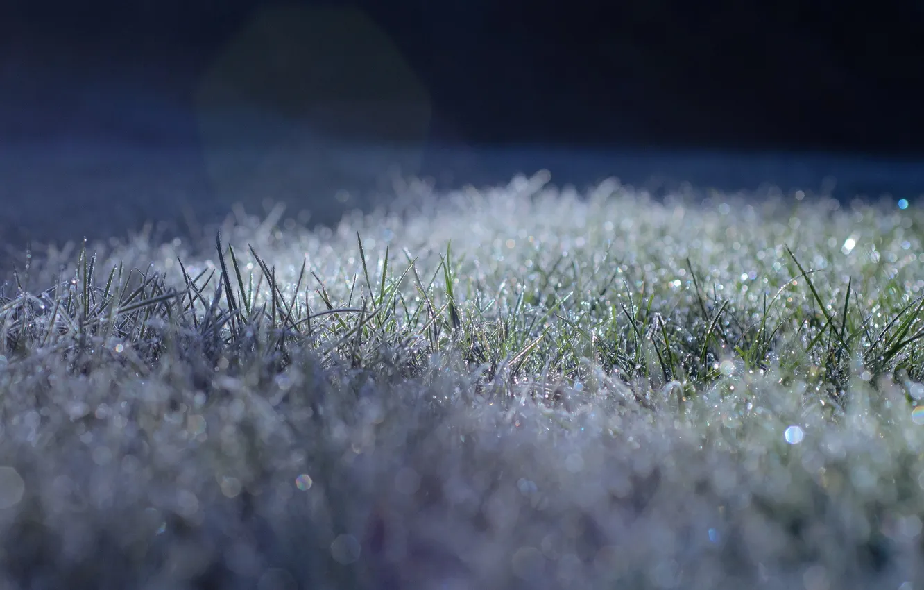 Photo wallpaper frost, grass, light, glare, freezing