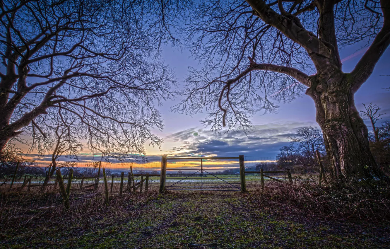 Photo wallpaper field, trees, dawn, the fence, treatment, spring