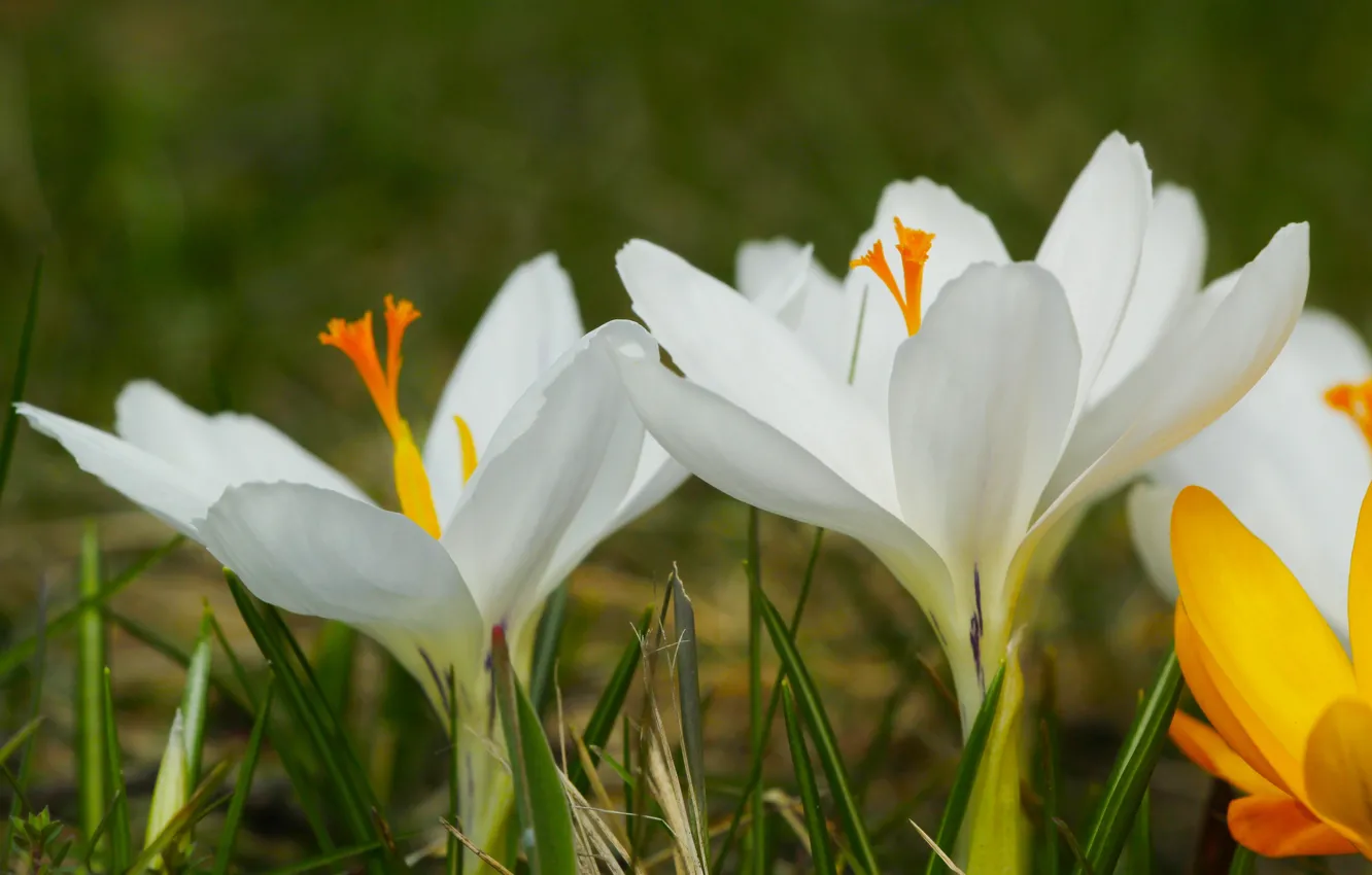 Photo wallpaper flower, spring, Crocus