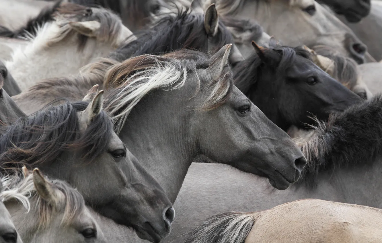 Photo wallpaper horses, horse, muzzle, the herd, Wild horses