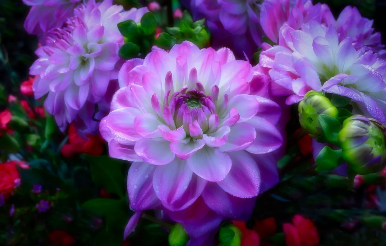 Photo wallpaper drops, flowerbed, lilac, dahlias