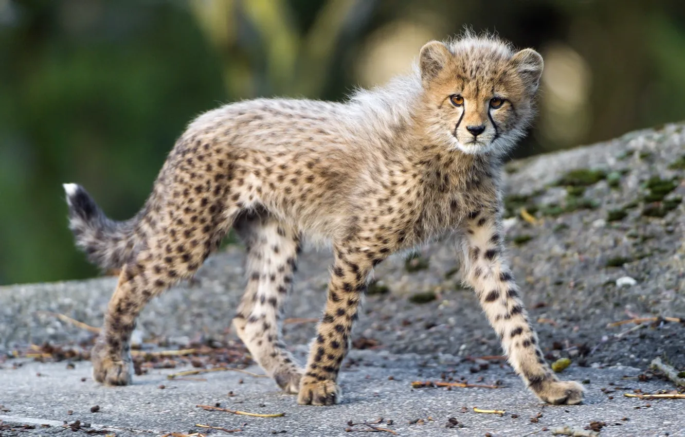Photo wallpaper predator, baby, spot, Cheetah, walk, cub, kitty, wild cat