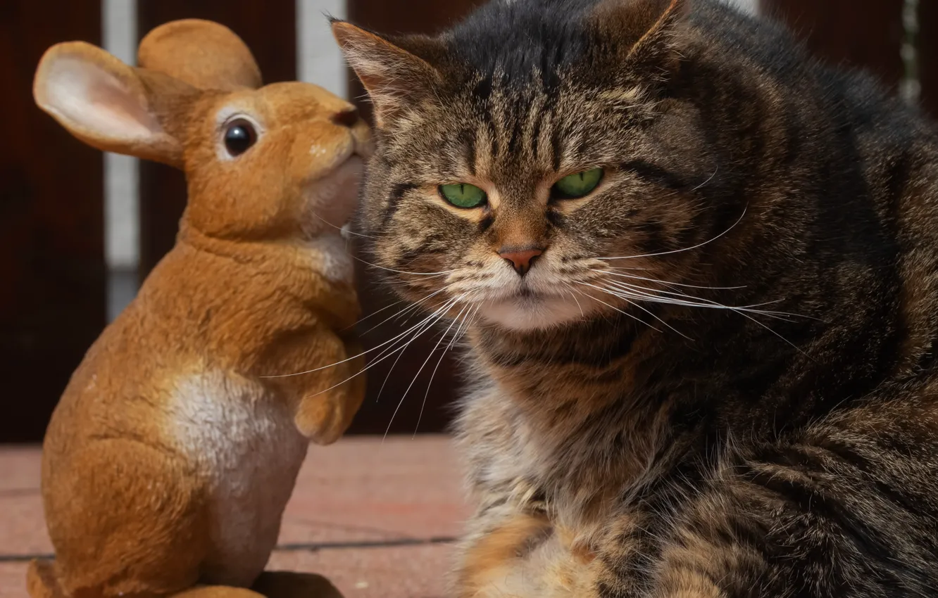 Photo wallpaper cat, cat, look, face, grey, tile, hare, portrait