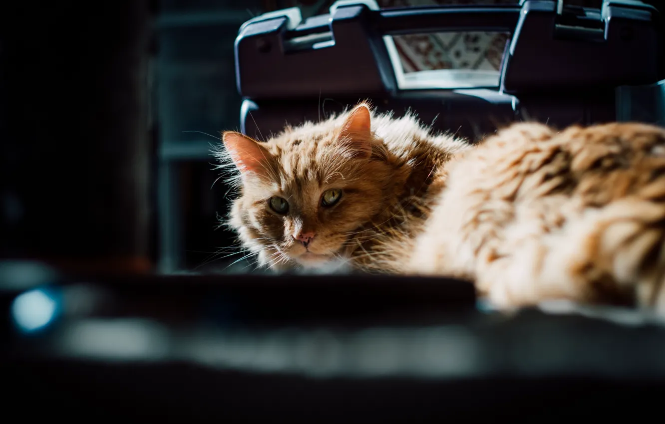 Photo wallpaper cat, cat, look, light, the dark background, shadow, lies, red