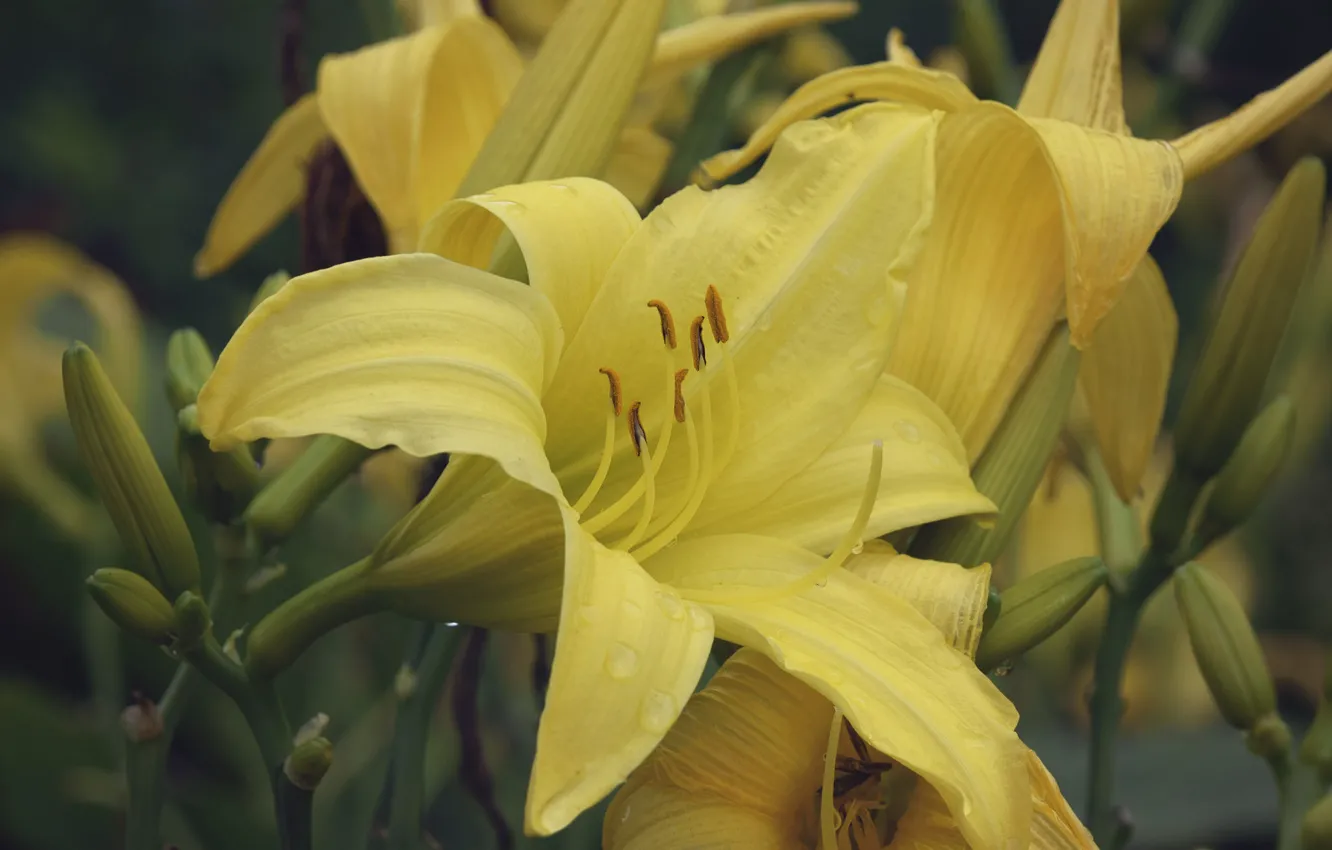 Photo wallpaper flowers, nature, Lily, flowering