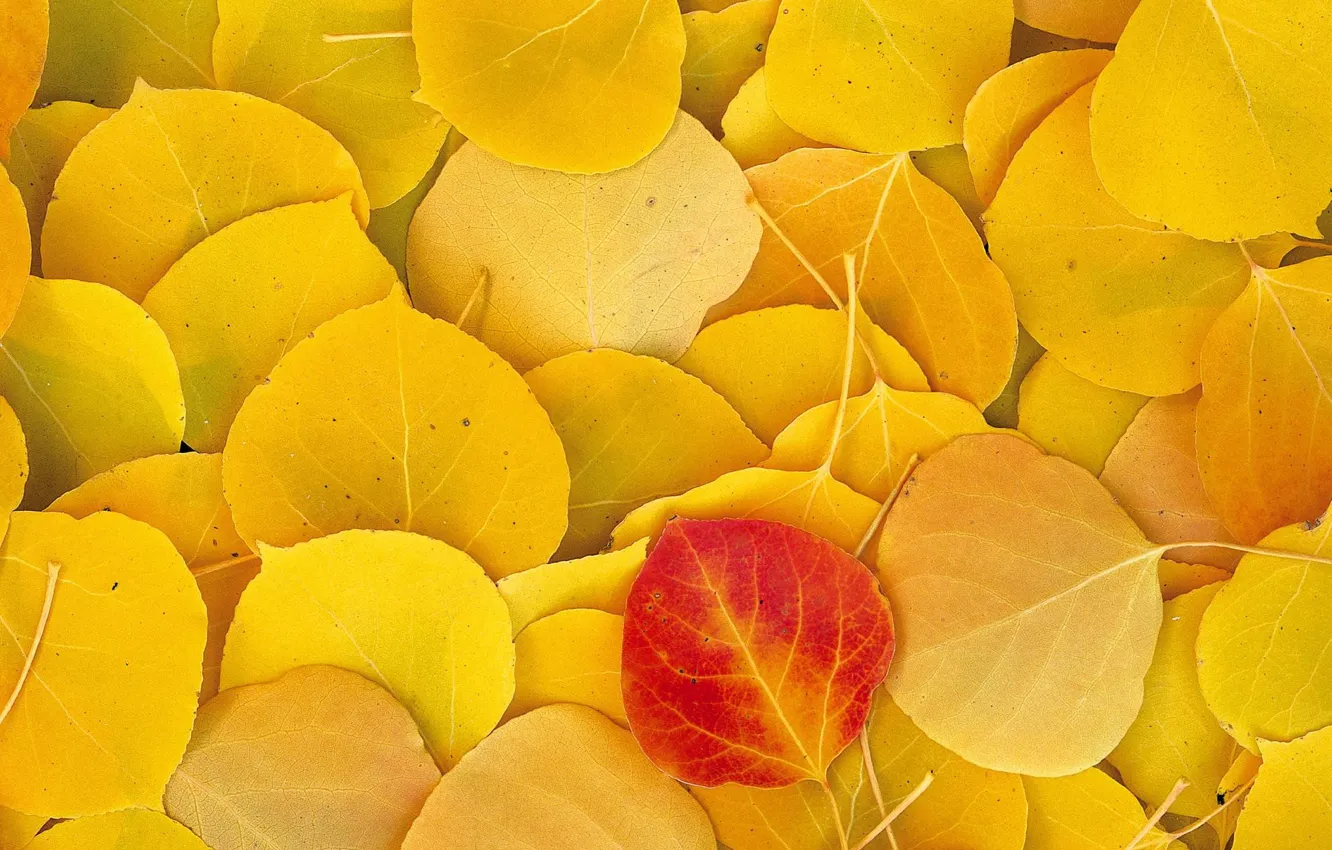 Photo wallpaper autumn, leaves, yellow