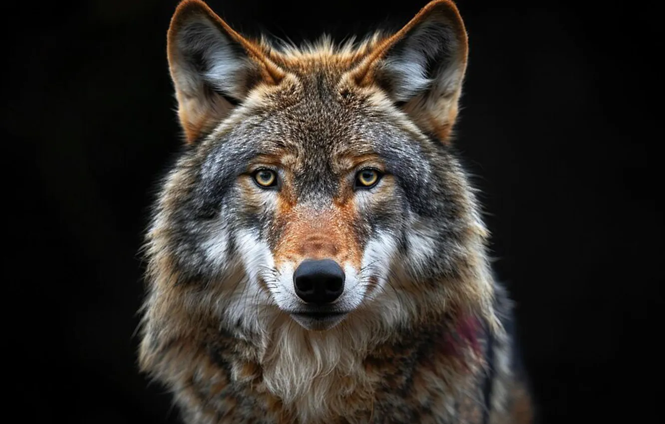 Photo wallpaper Predator, nature, snow, face, animal, wolf, canis lupus, wildlife