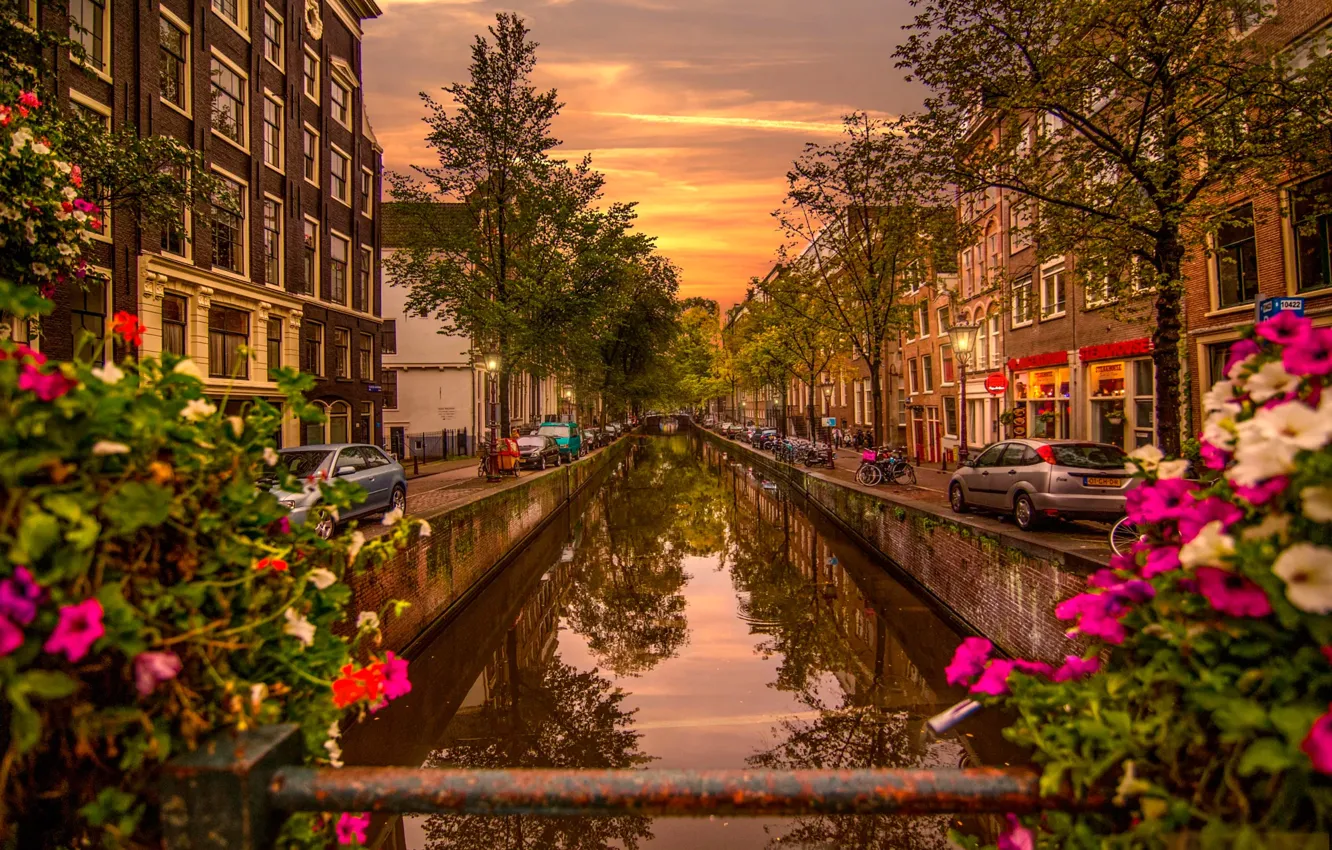 Photo wallpaper trees, flowers, bridge, river, dawn, home, Amsterdam, lights