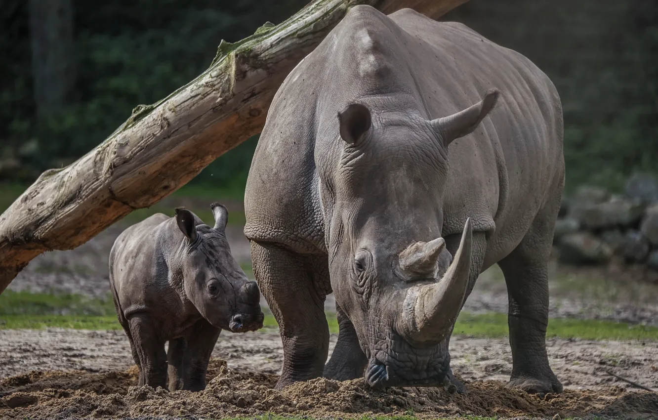 Photo wallpaper nature, background, rhinos