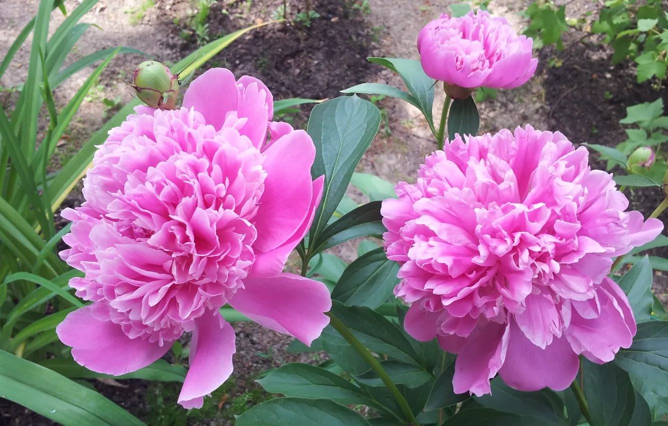 Photo wallpaper flowers, petals, buds, peonies